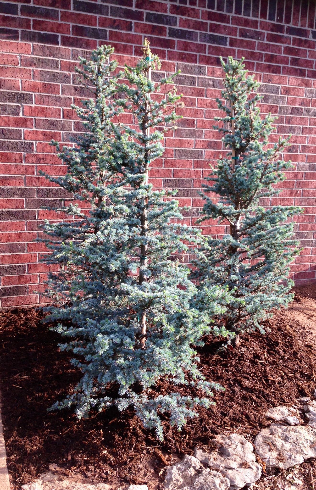 Blue Atlas Cedar