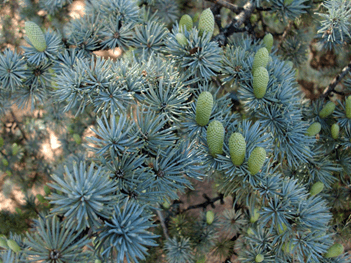 blue-atlas-cedar