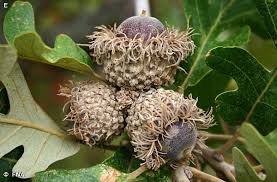 Bur Oak Nuts