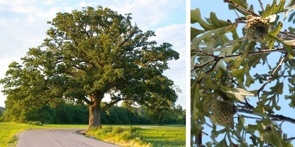 Bur Oak