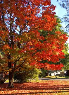 Caddo Maple