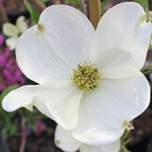 cherokee-princess-dogwood