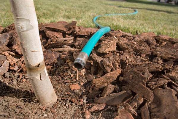 cherokee tree care how much water does a tree need