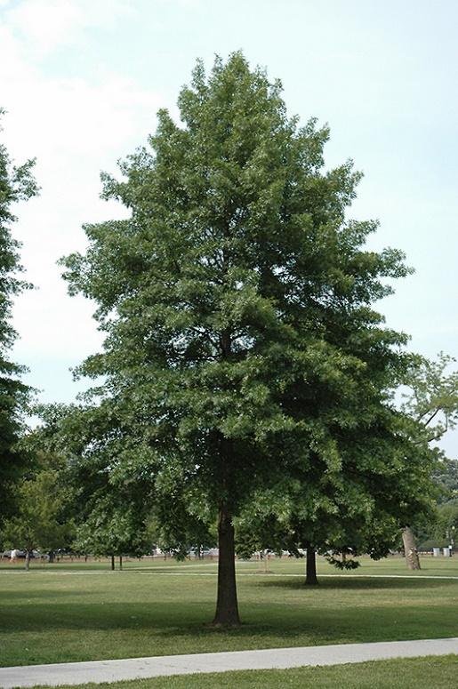 Tree of the Month: Pin Oak Tree - Cherokee Tree Care