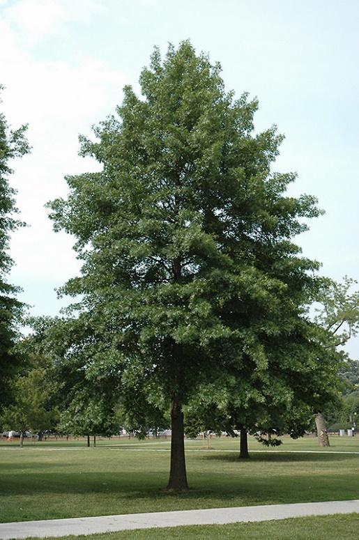 Pin Oak Tree - Cherokee Tree Care