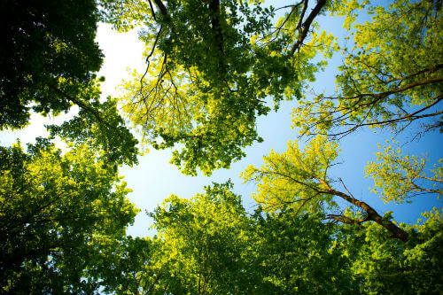 cherokee tree care plant health