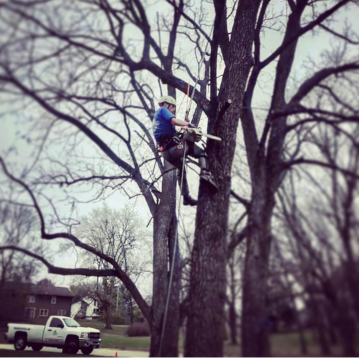 cherokee tree care winter pruning