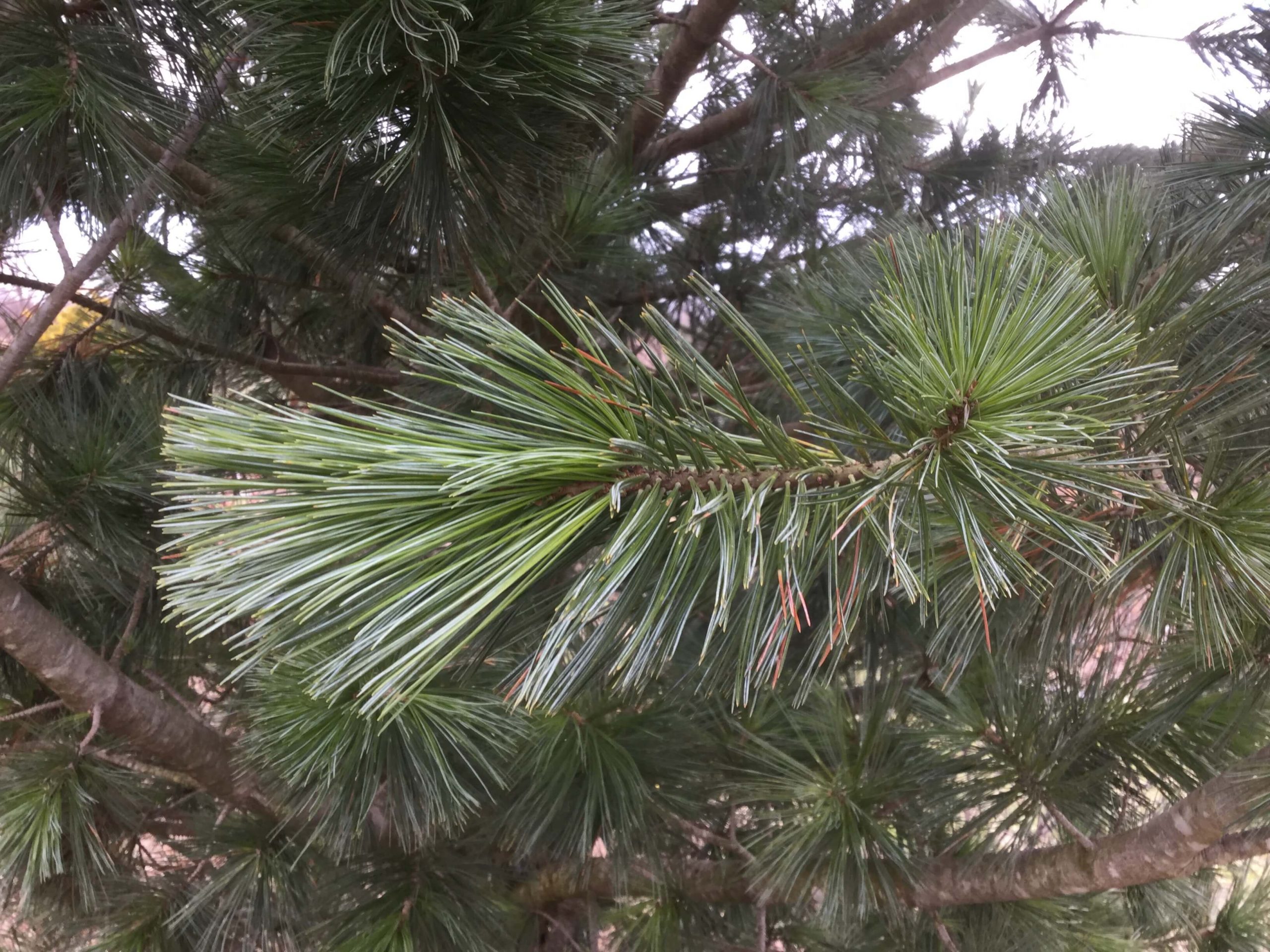 cherokee tree care limber pine