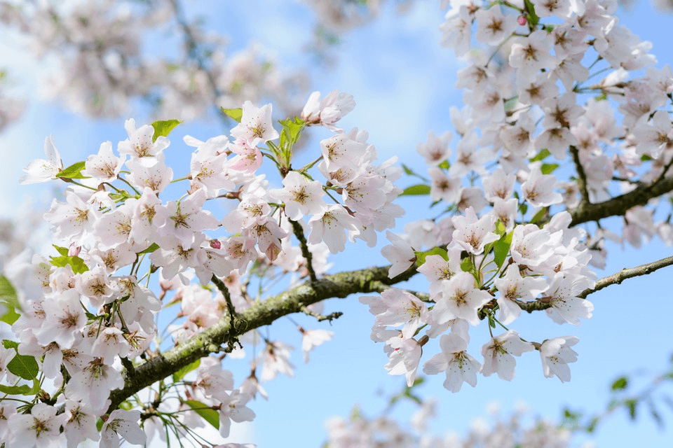 spring foliage