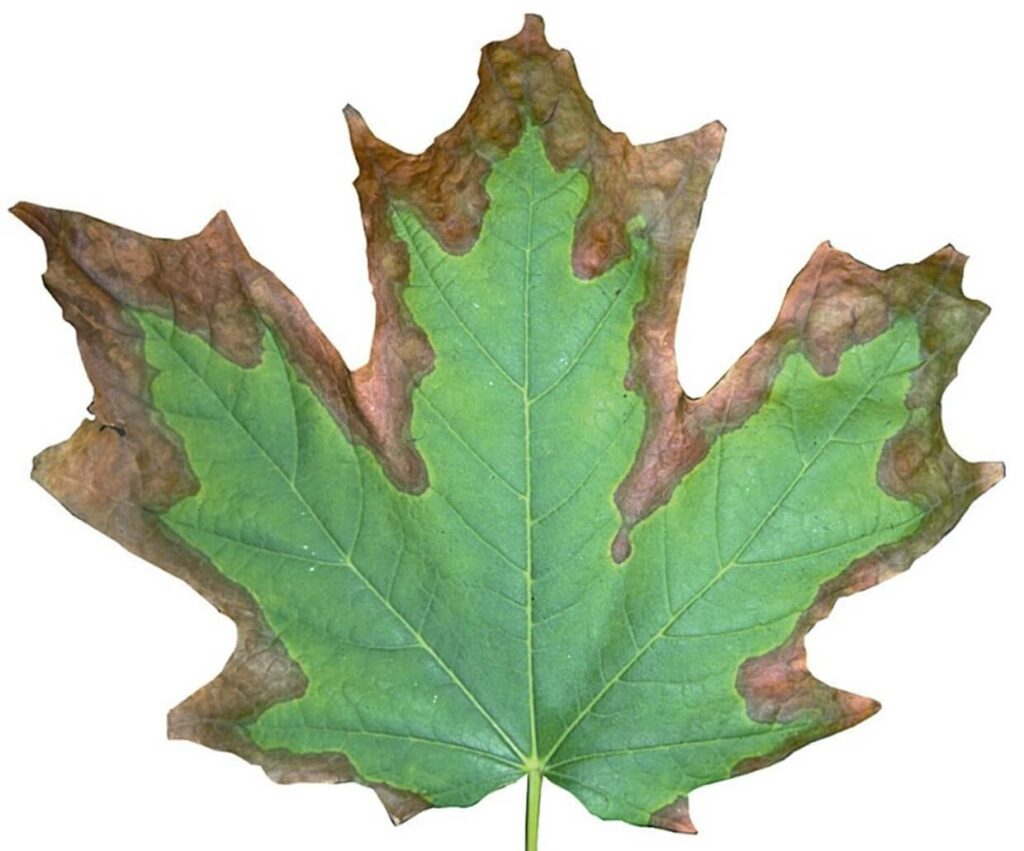 cherokee tree care tree tips