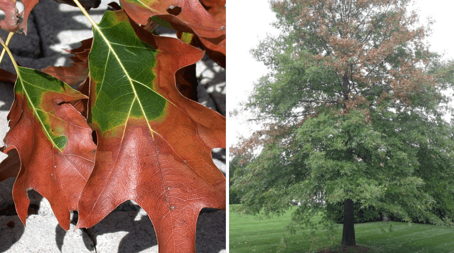 cherokee-tree-growth