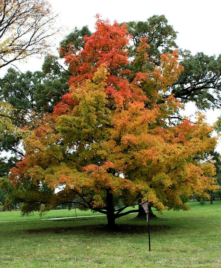 shantung maple cherokee tree care