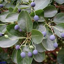 chinese fring berry - cherokee tree care