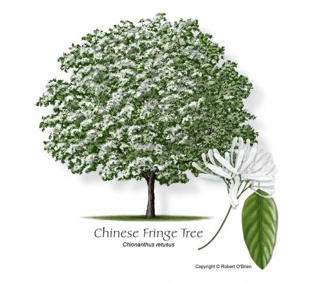 fringetree-chinese-ro - cherokee tree care