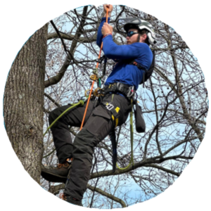 climbing-arborist