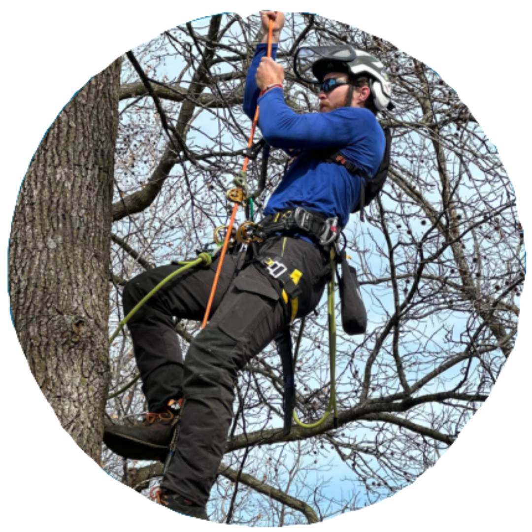 Careers Cherokee Tree Care