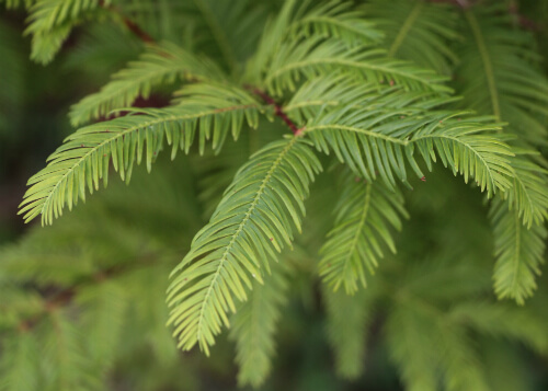 dawn redwood spring leaves