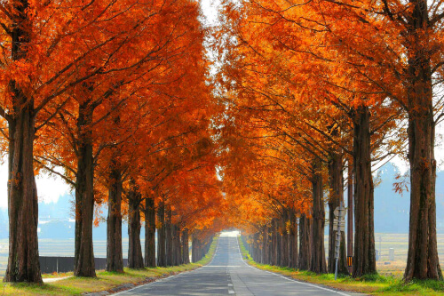 dawn redwood trees