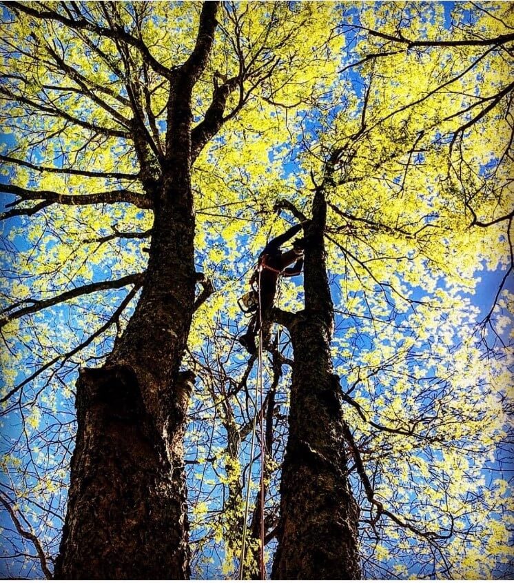 deadwood tree pruning