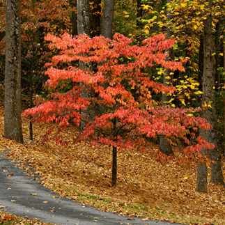 dogwood tree