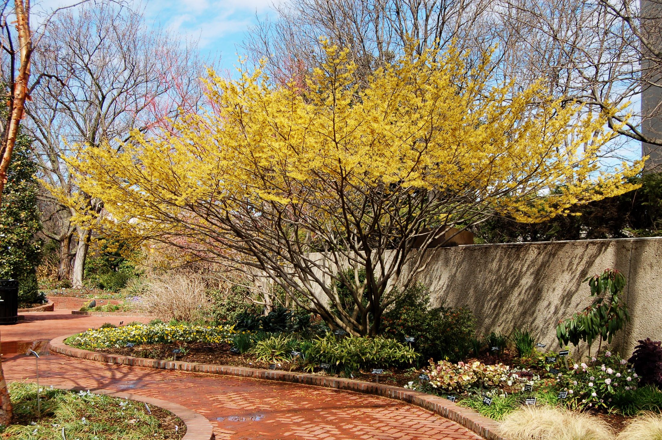 HAMAMELIS virginiana - Common Witchhazel