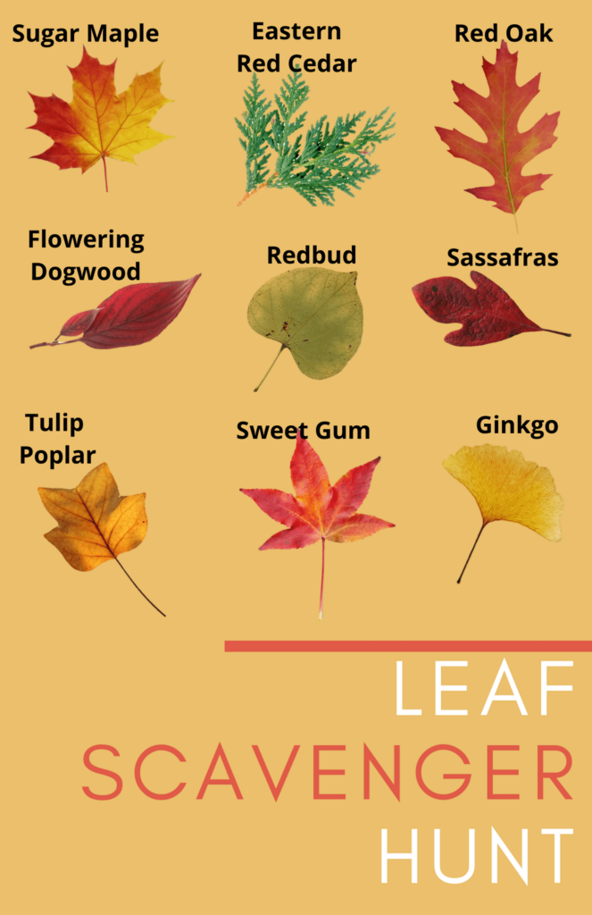 leaf scavenger hunt