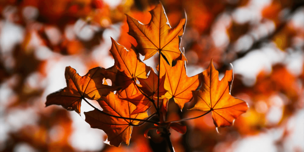 fall tree fertilization