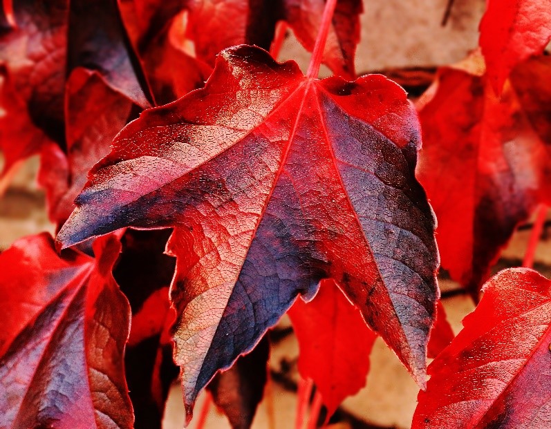 fall tree planting