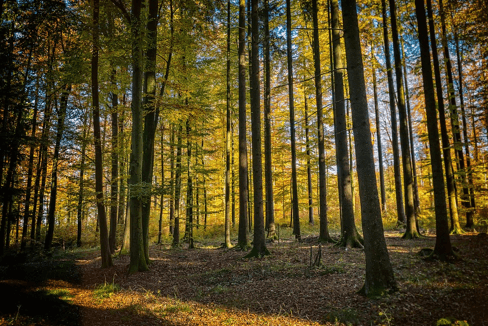 Forest trees cherokee tree care