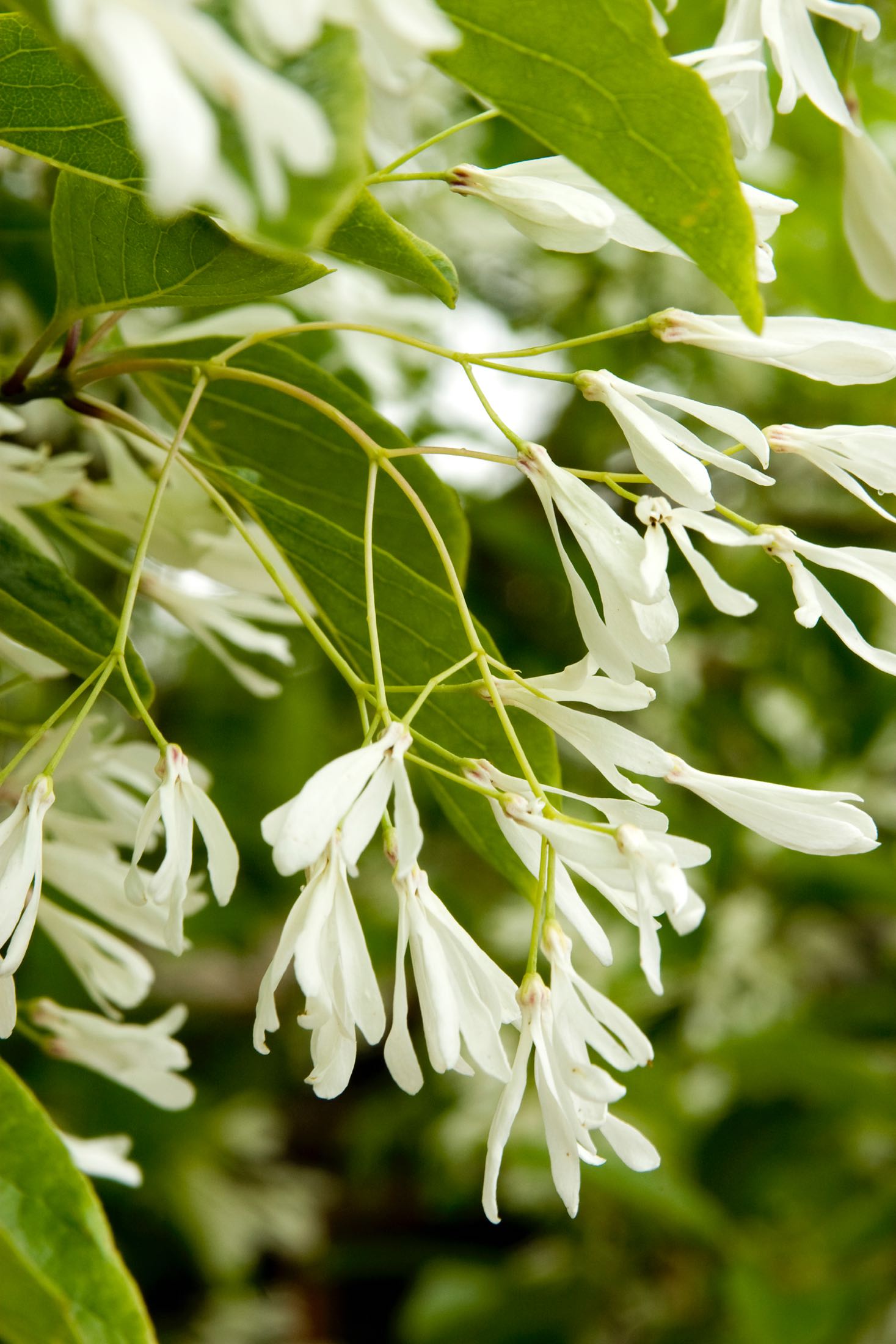 fringetree - cherokee tree care