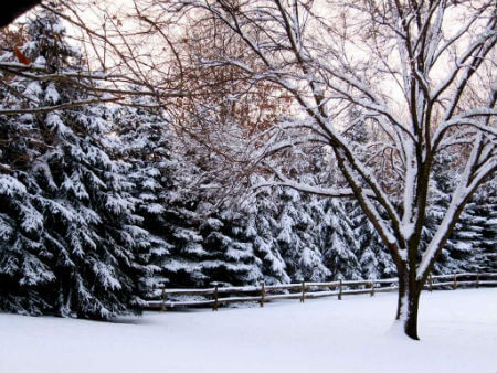 arborvitae evergreen tree