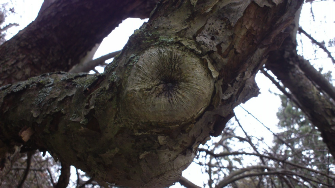 Pruning wound on a tree that is almost completely sealed.