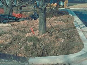 construction damage to a tree