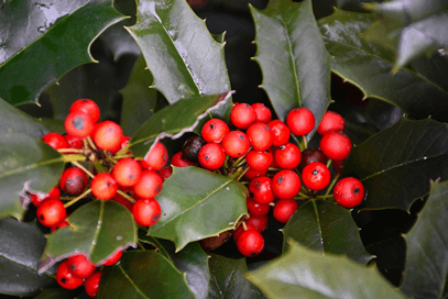 holly-holiday-foliage