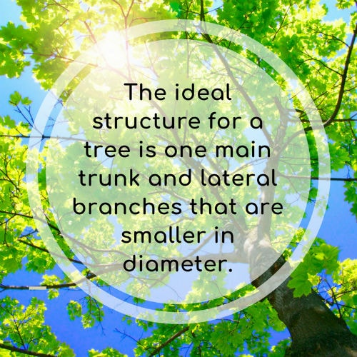 ideal tree structure