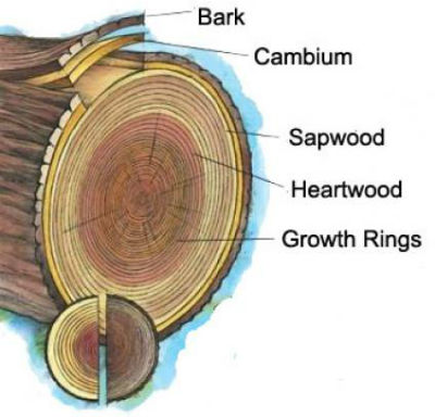 tree trunk overview - Cherokee Tree Care