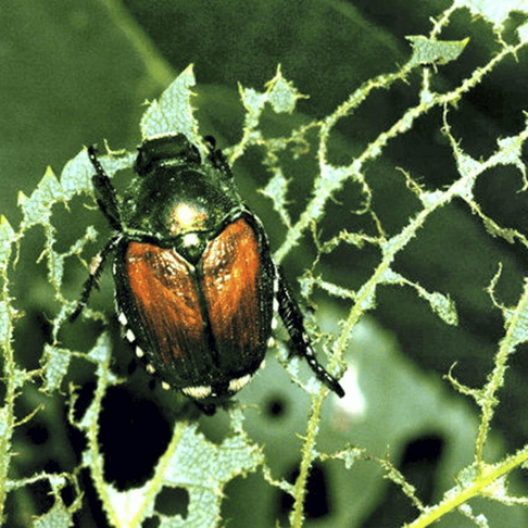 Japanese beetle pest control