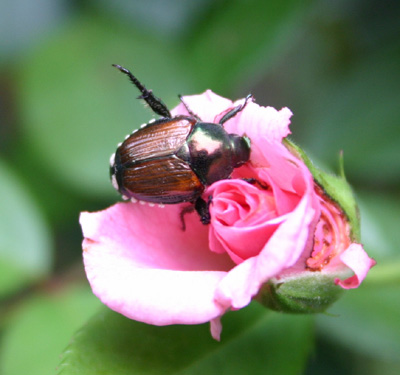 Japanese beetle tree services