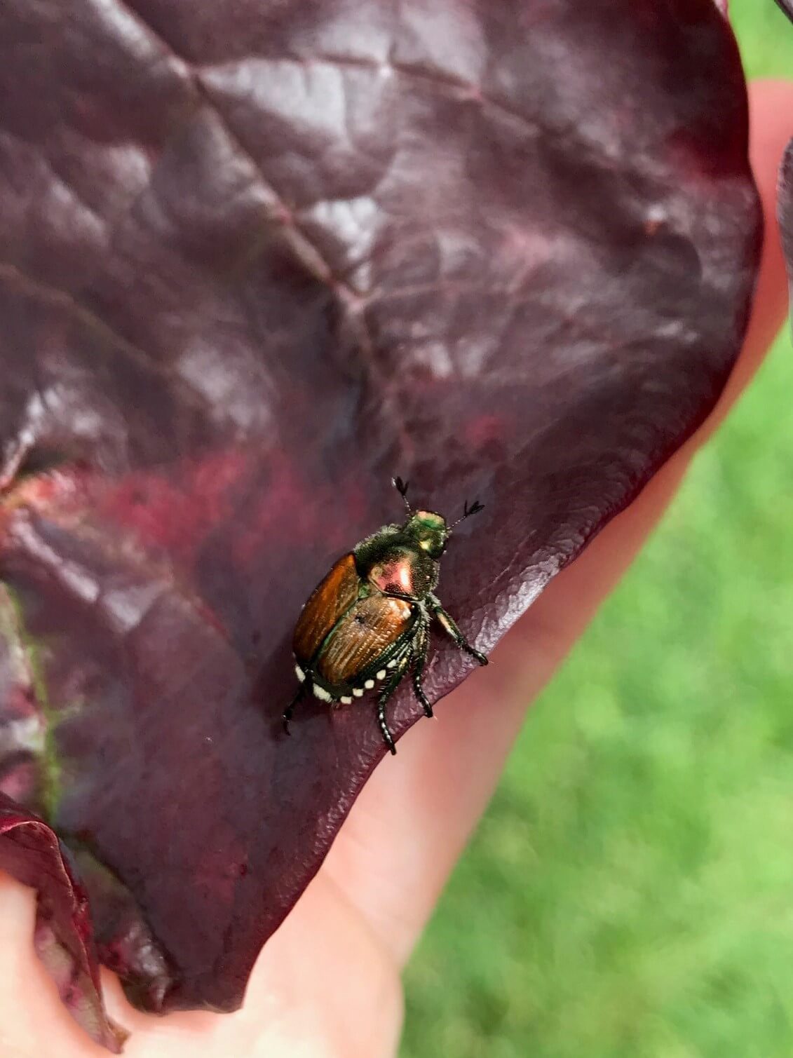 Japanese beetles plant health