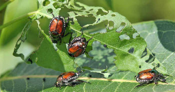 Japanese beetles