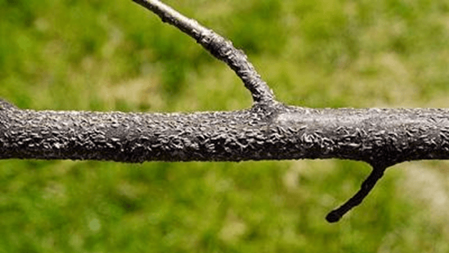 japanese-maple-scale