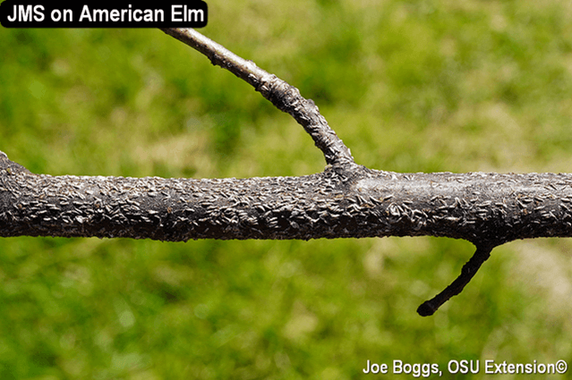 japanese maple scale