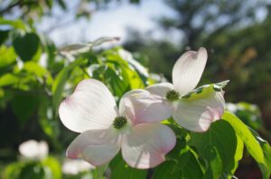 Kousa Dogwood Flowers