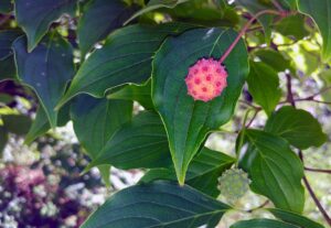 Kousa Dogwood Fruits