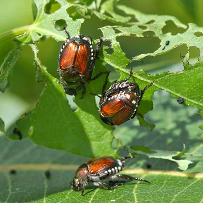 Beatles eating a leaf