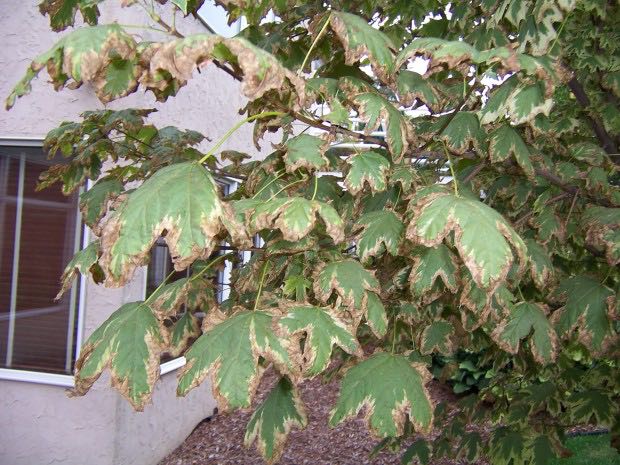 Leaf scorch is an abiotic disorder caused by extreme weather conditions.