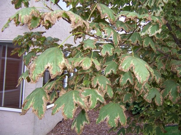 Leaf scorch is an abiotic disorder caused by extreme weather conditions.