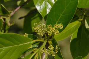 Black Tupelo Tree Leaves