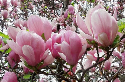 magnolia blossom