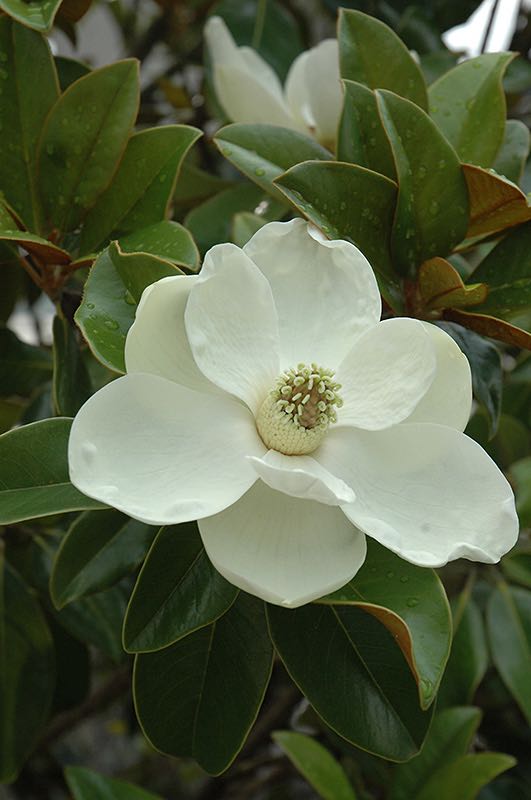 Magnolia Flower